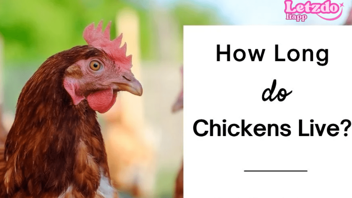 How Long Do Chickens Live? Amazing Facts!