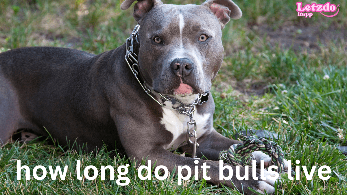 A gray and white Pit Bull lying on the grass, wearing a thick chain collar, with the text 'how long do pit bulls live' written across the image.