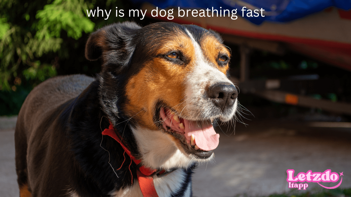 Fast Breathing in Dogs: What Pet Owners Need to Know